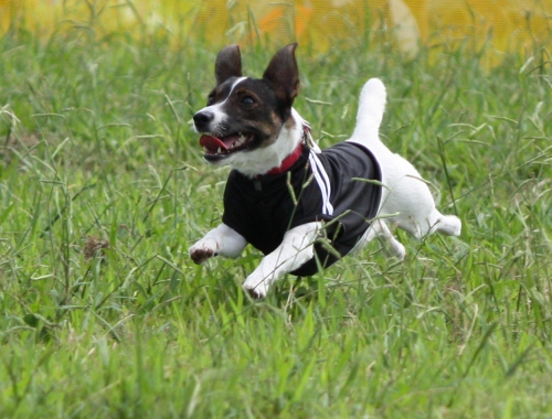 f:id:asako415:20160721072449j:plain