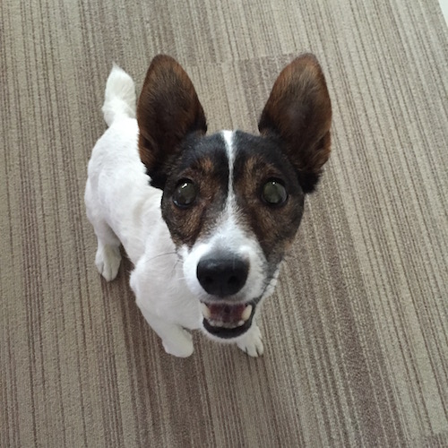 f:id:asako415:20160721072451j:plain