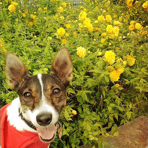 f:id:asako415:20160721073219j:plain