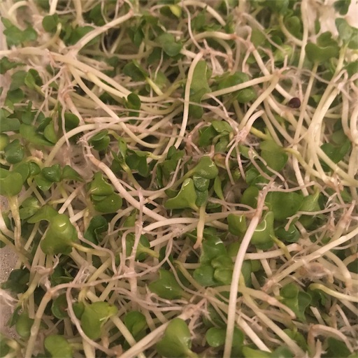 f:id:asako415:20190527175636j:image