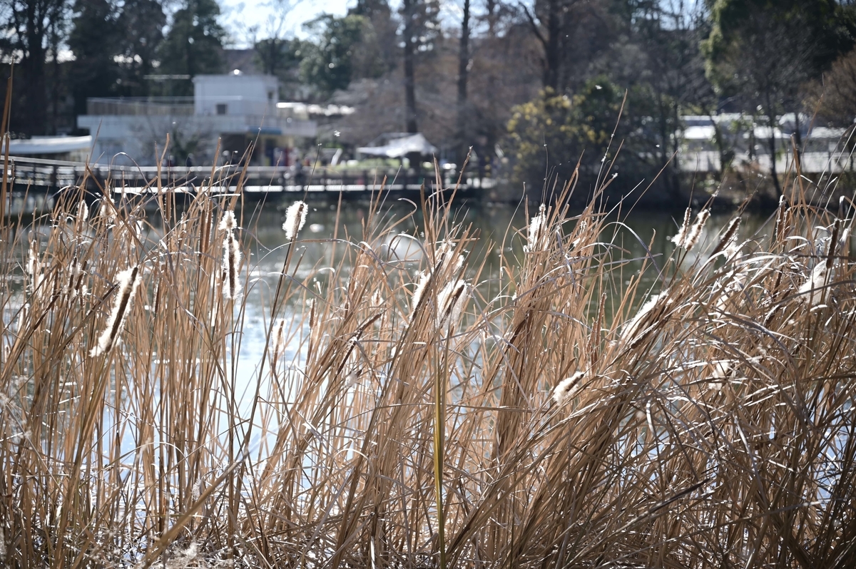 f:id:asakura0603:20210101143457j:plain