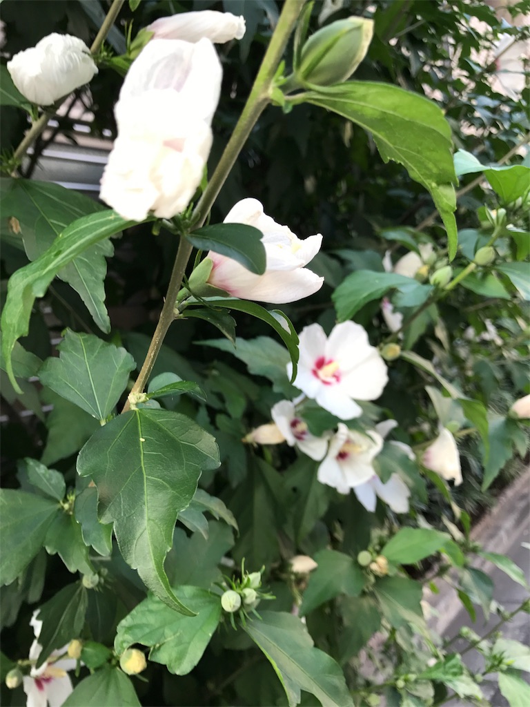 f:id:asakusa5809:20170708004403j:image