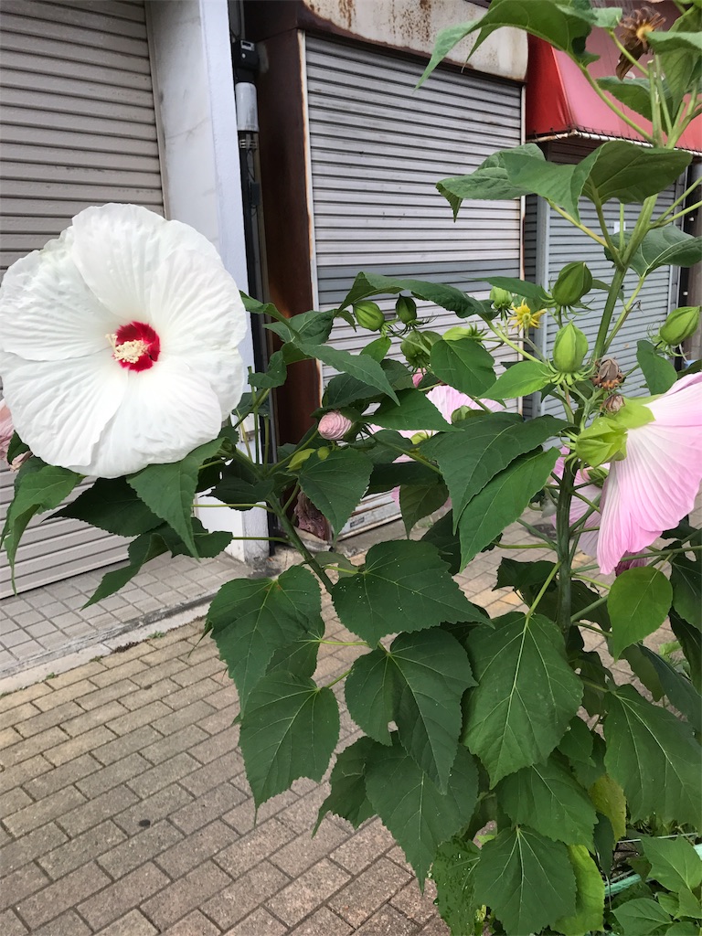 f:id:asakusa5809:20170721090502j:image