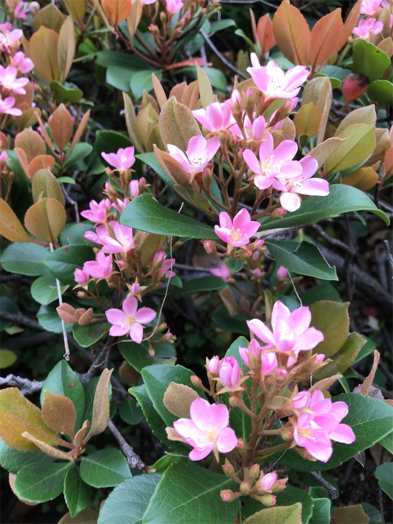 f:id:asakusa5809:20180417122021j:image