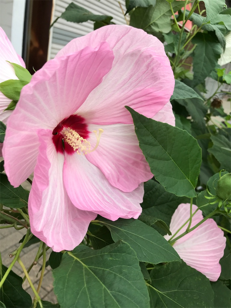 f:id:asakusa5809:20180901203153j:image