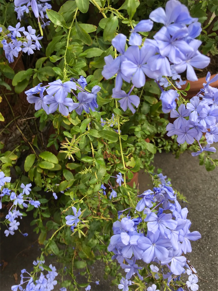 f:id:asakusa5809:20180916182611j:image f:id:asakusa5809:20180916182611j:image