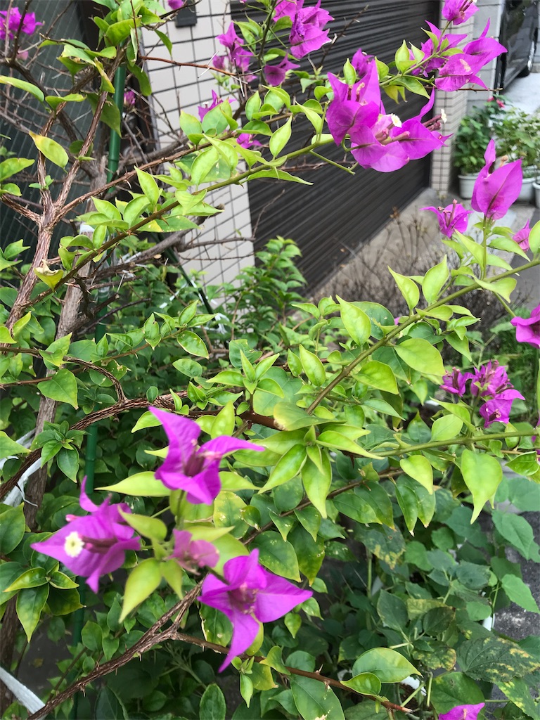 f:id:asakusa5809:20181008154300j:image