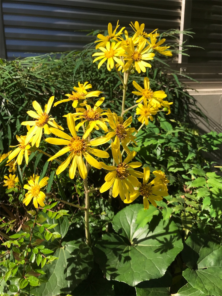 f:id:asakusa5809:20181116123454j:image