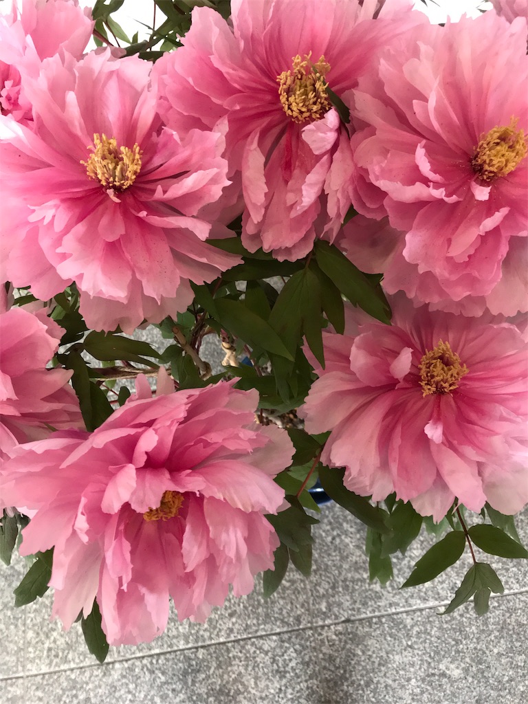 f:id:asakusa5809:20190414163802j:image