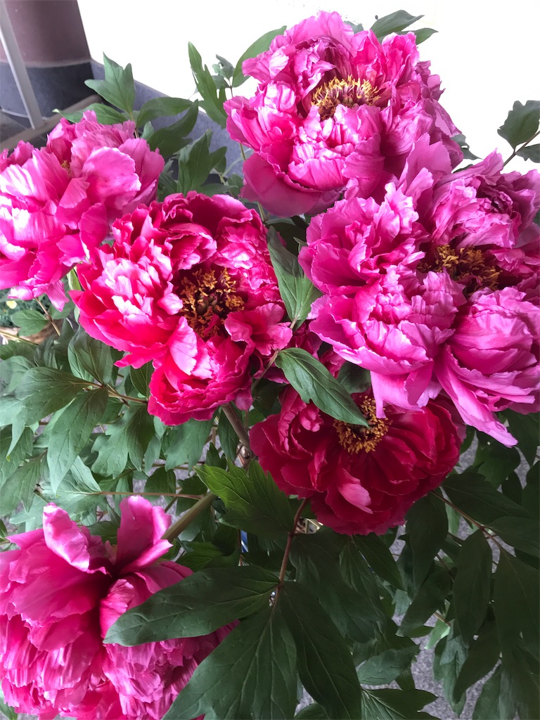 f:id:asakusa5809:20190414163815j:image