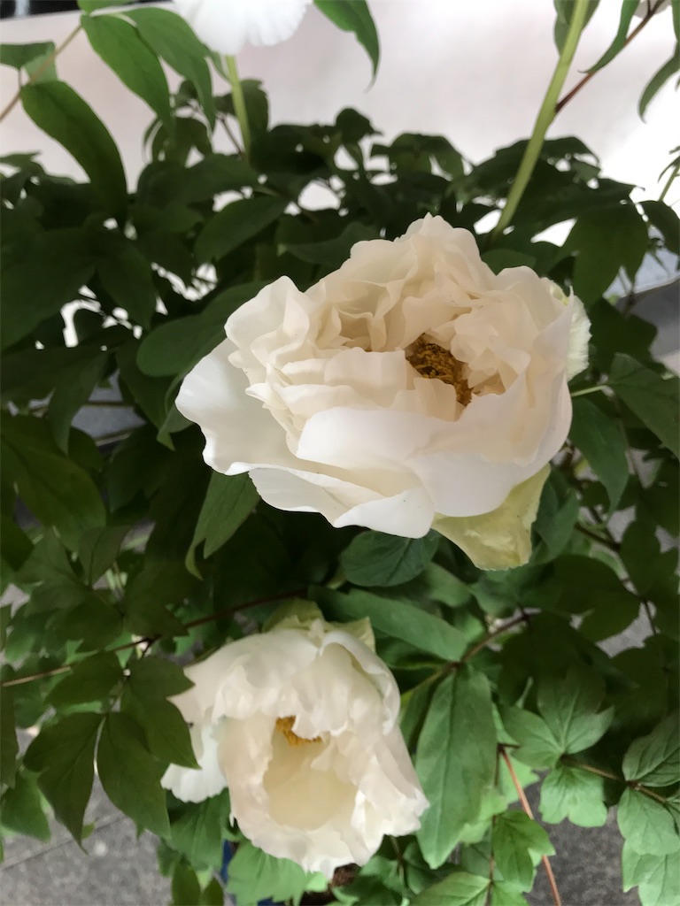 f:id:asakusa5809:20190414163826j:image
