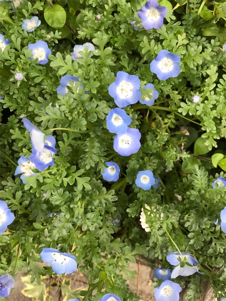 f:id:asakusa5809:20190425135544j:image