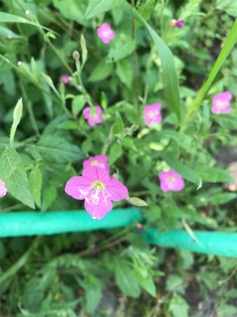 f:id:asakusa5809:20190512144523j:image