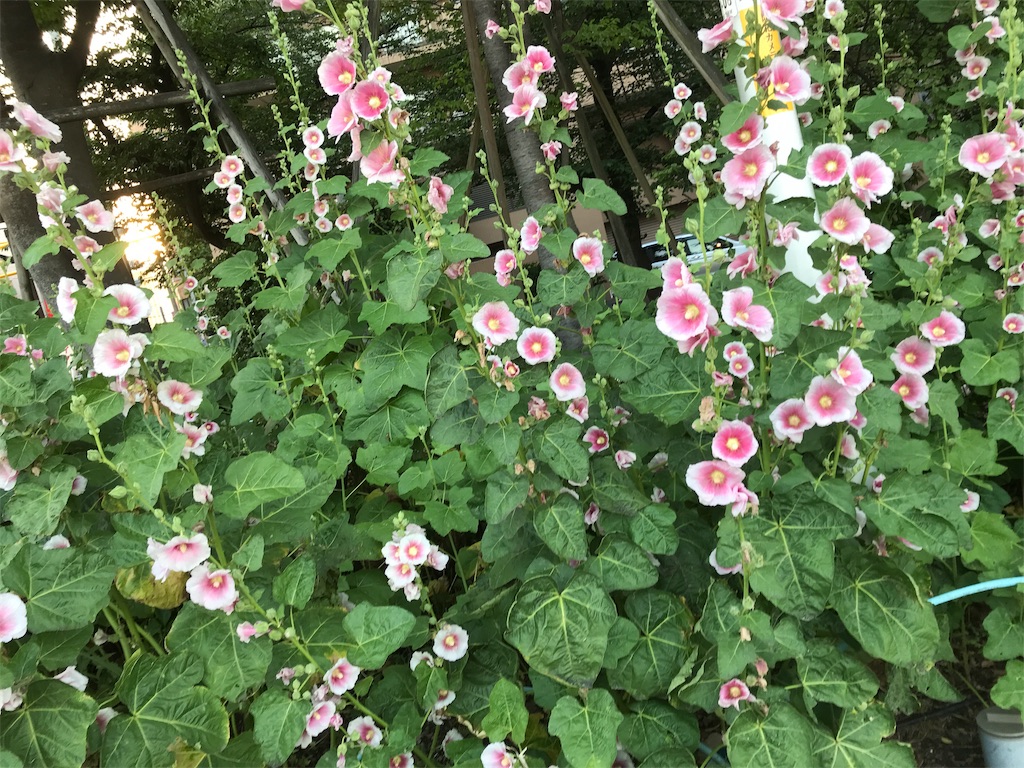 f:id:asakusa5809:20190524083521j:image