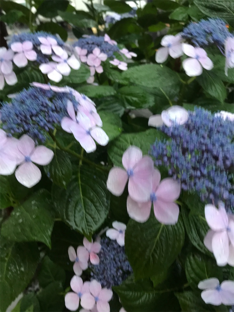 f:id:asakusa5809:20190610203628j:image