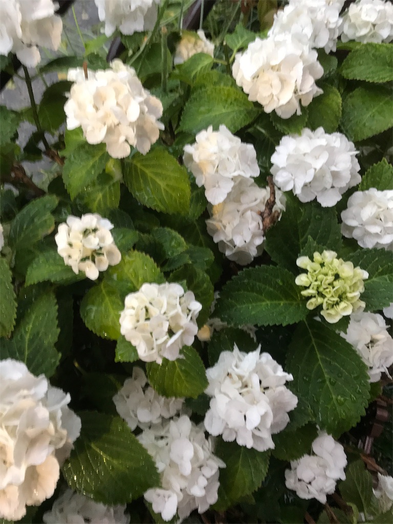 f:id:asakusa5809:20190610203643j:image