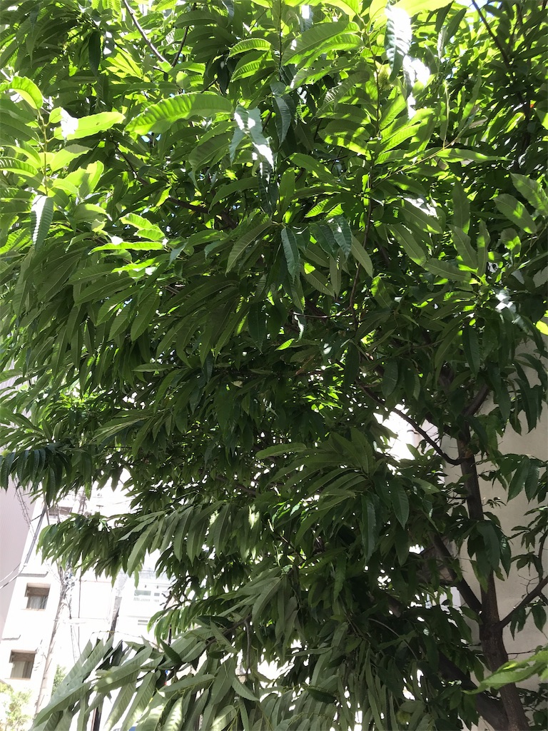 f:id:asakusa5809:20190726135943j:image