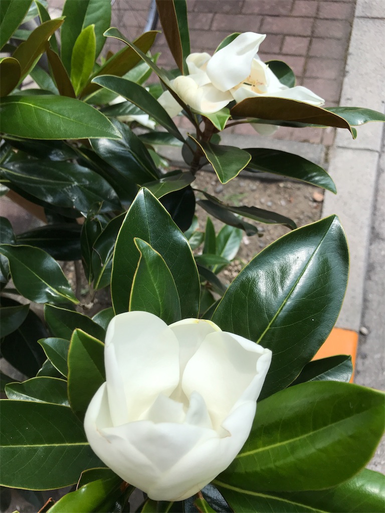 f:id:asakusa5809:20190818140026j:image