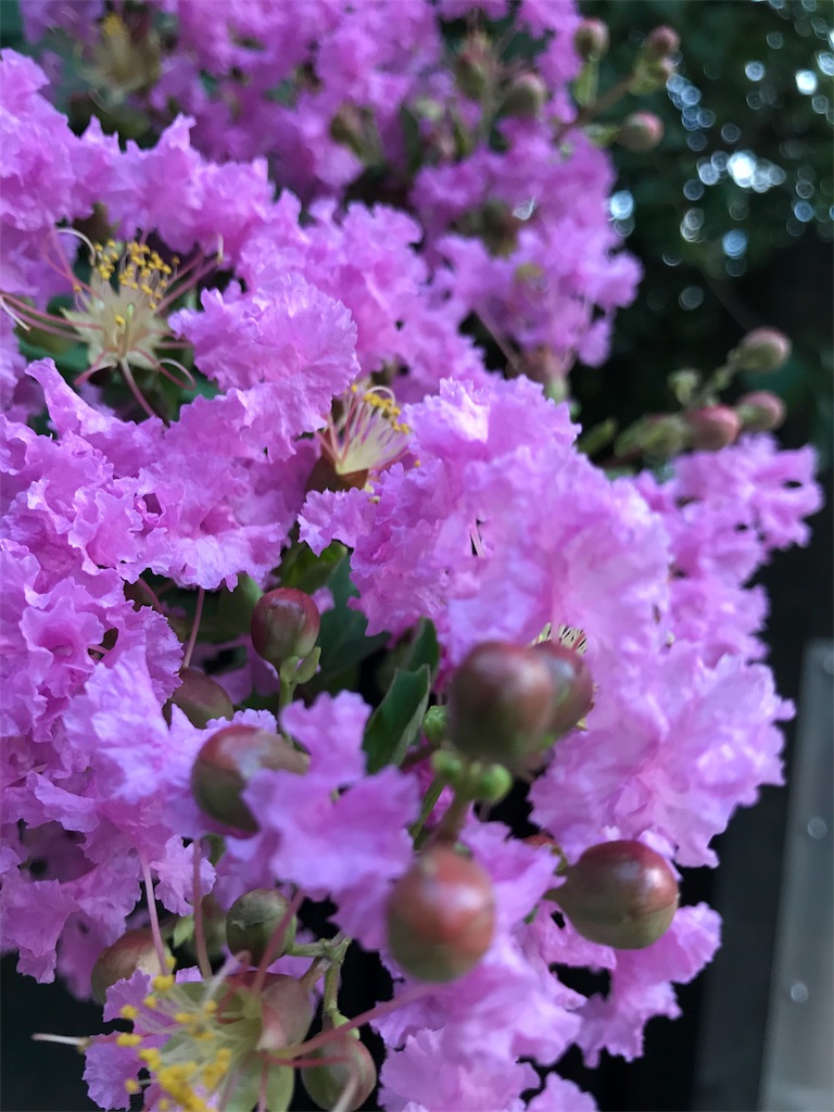 f:id:asakusa5809:20190824175543j:image