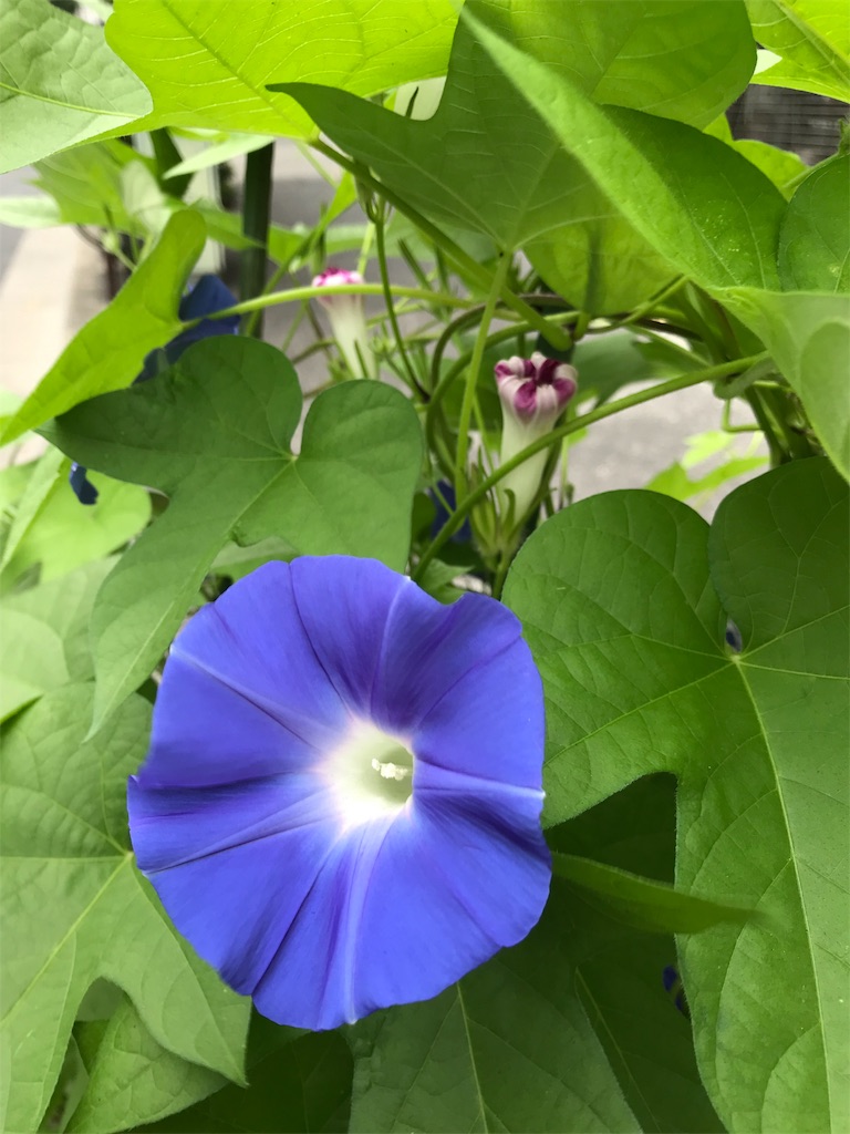 f:id:asakusa5809:20190904101716j:image
