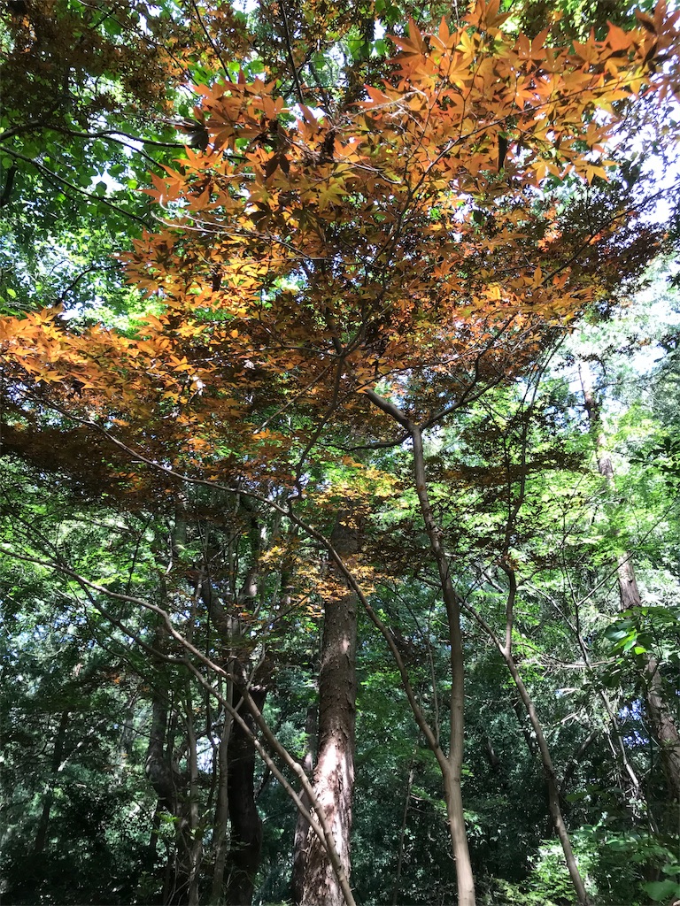 f:id:asakusa5809:20190915132811j:image f:id:asakusa5809:20190915132811j:image