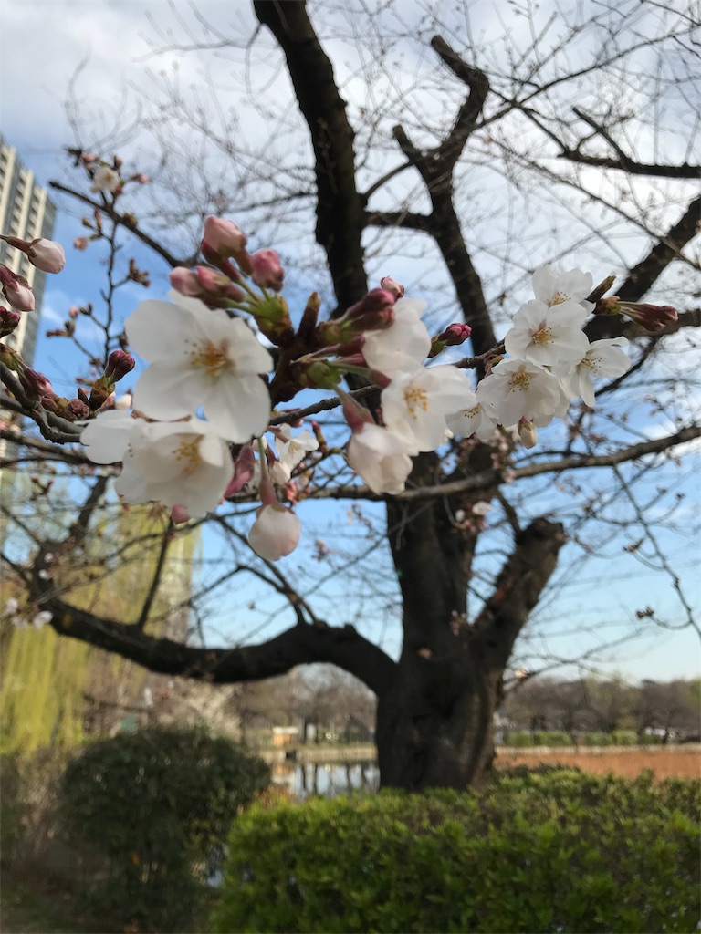 f:id:asakusa5809:20200319105847j:image