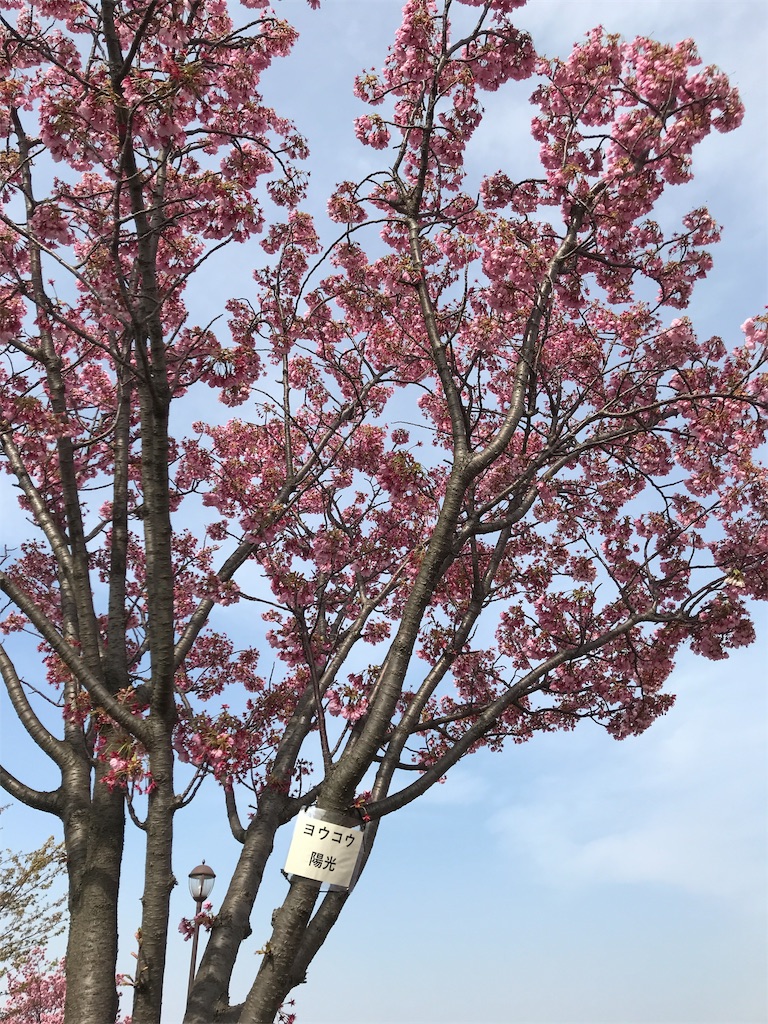 f:id:asakusa5809:20200322162441j:image