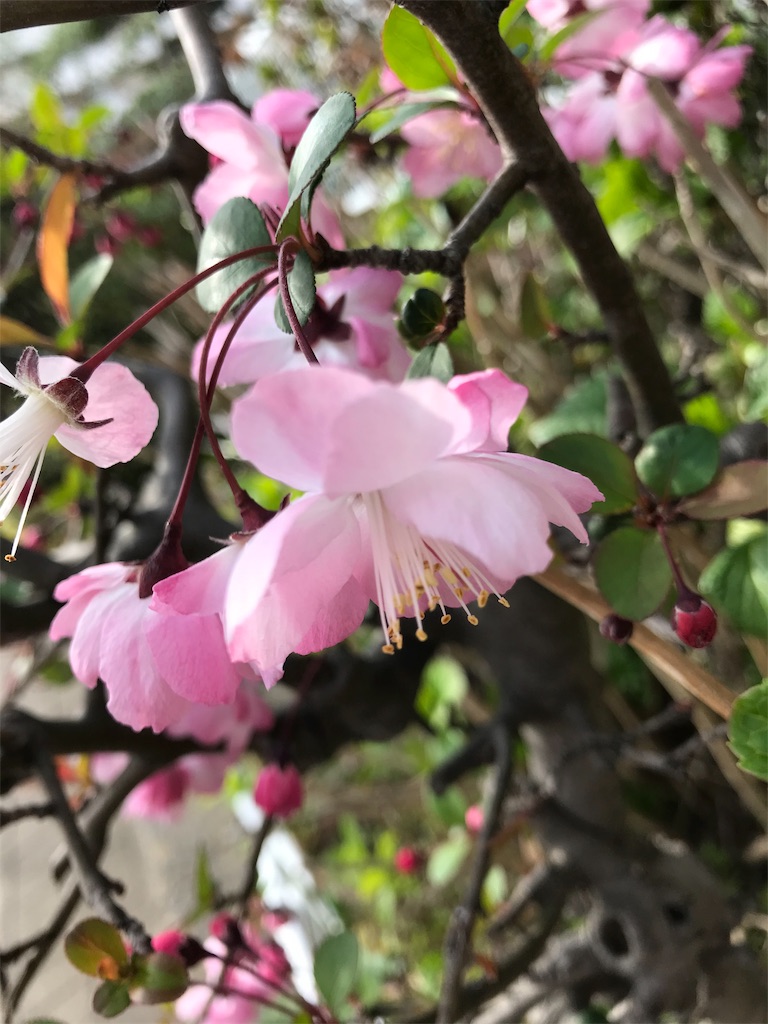 f:id:asakusa5809:20200322163025j:image