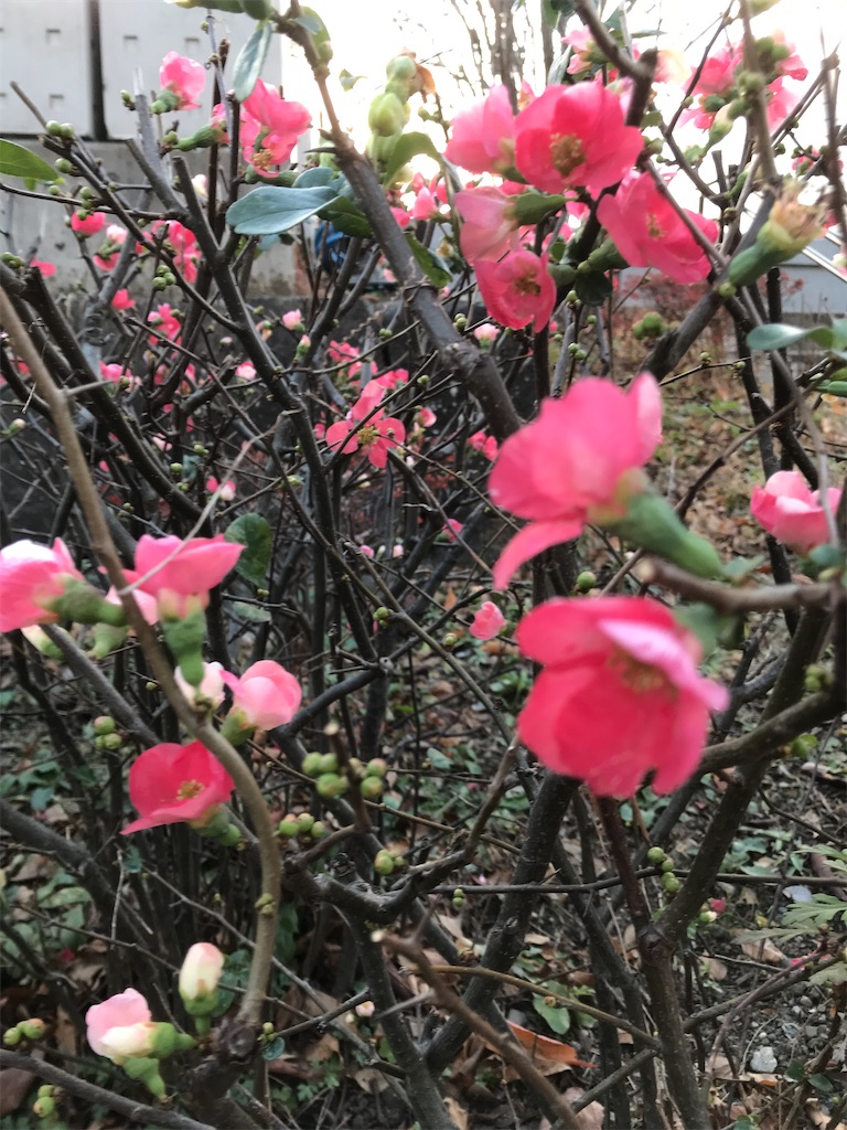 f:id:asakusa5809:20201225073818j:image