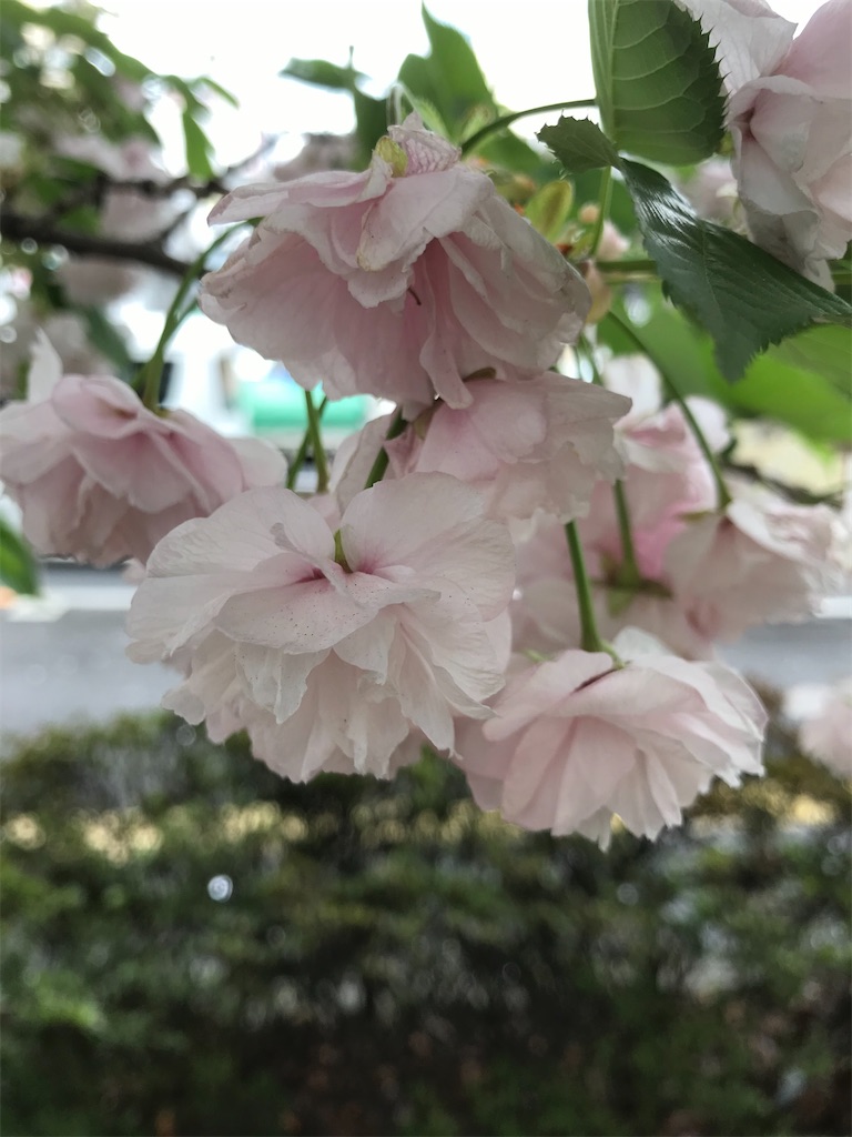 f:id:asakusa5809:20210404171110j:image