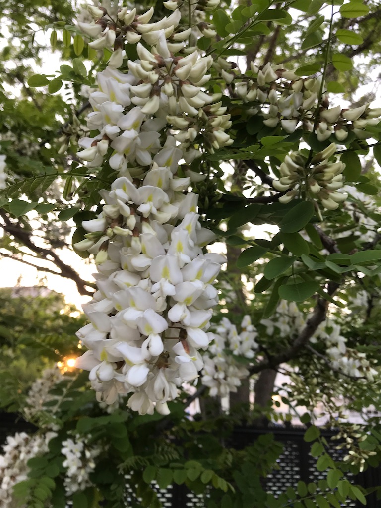 f:id:asakusa5809:20210421194238j:image