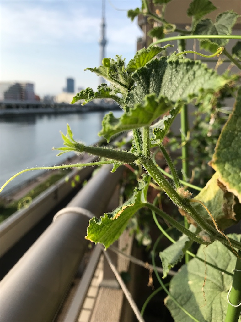 f:id:asakusa5809:20210831063847j:image