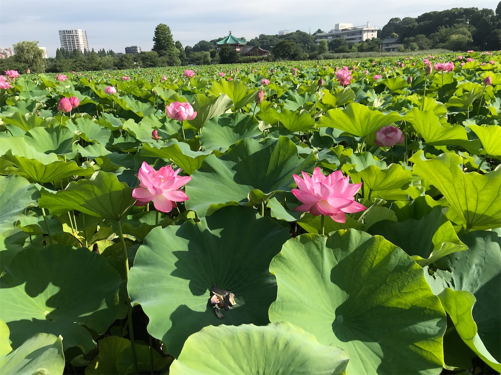 f:id:asakusa5809:20220720101805j:image