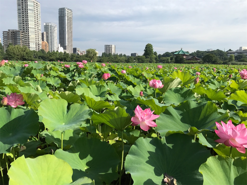 f:id:asakusa5809:20220720101821j:image