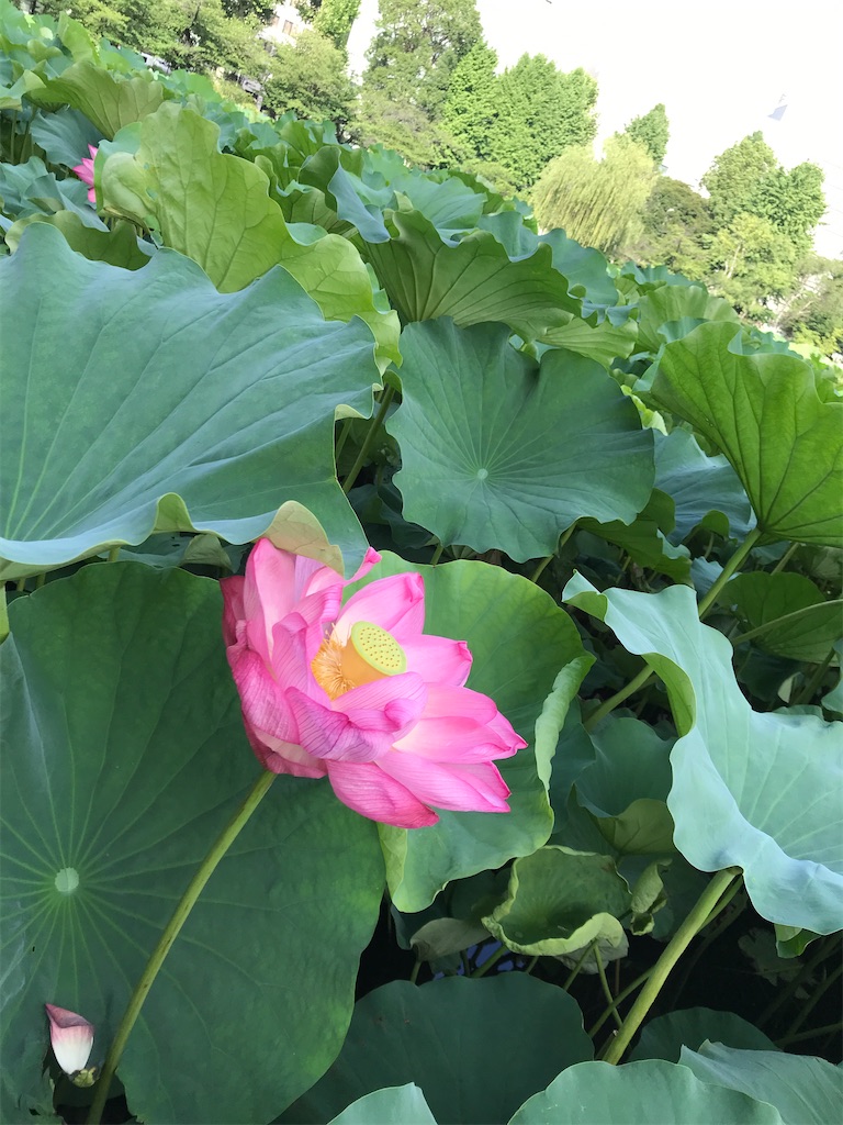 f:id:asakusa5809:20220720101937j:image