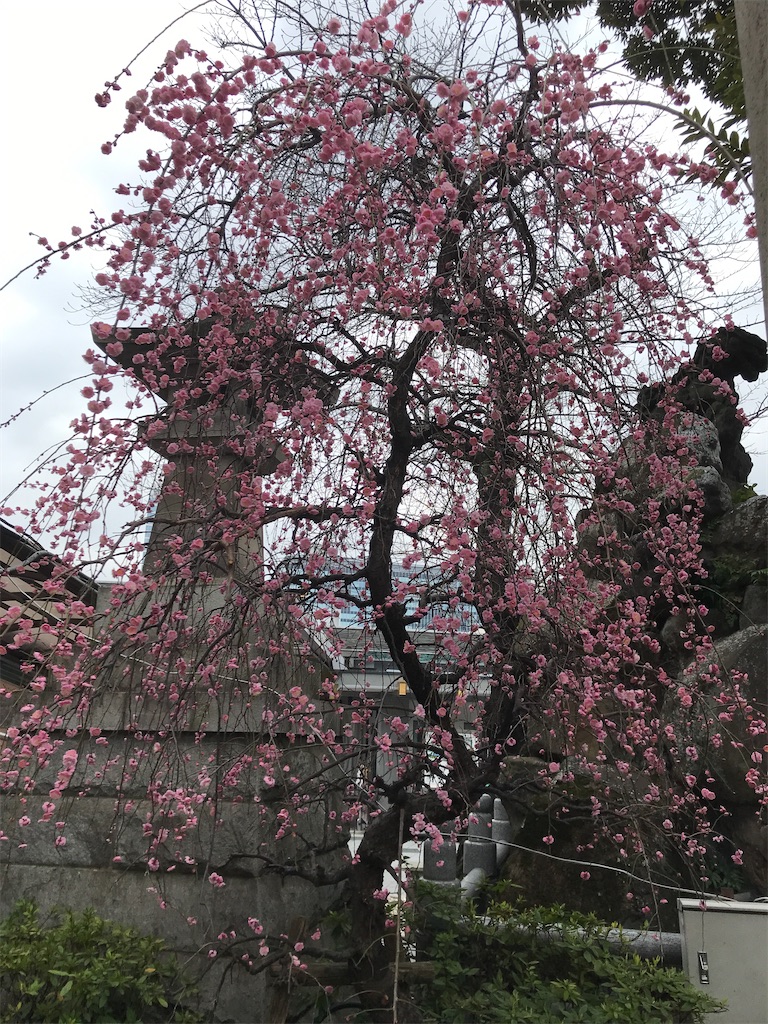 f:id:asakusa5809:20230219181258j:image