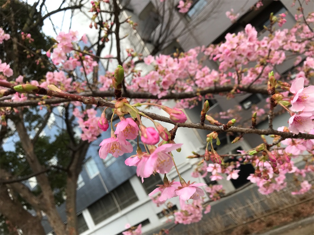 f:id:asakusa5809:20240219081405j:image f:id:asakusa5809:20240219081405j:image