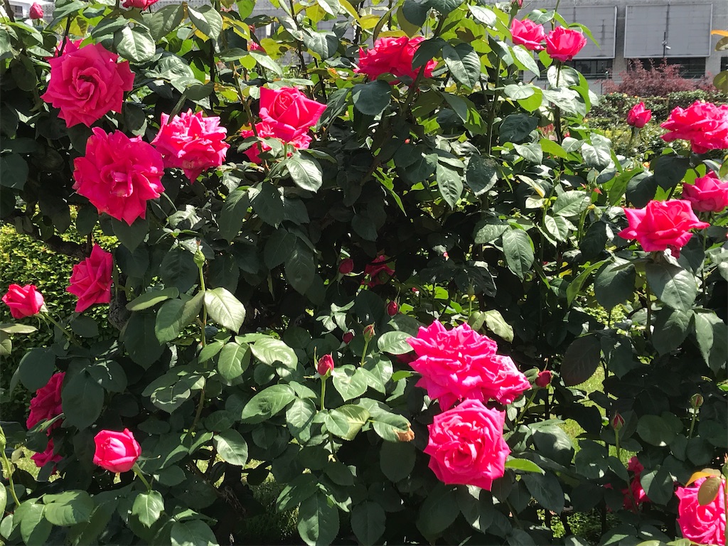 f:id:asakusa5809:20240428144247j:image