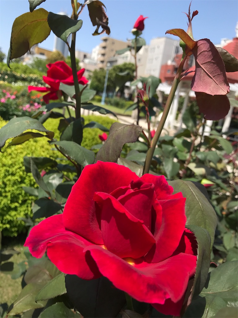 f:id:asakusa5809:20240428144501j:image