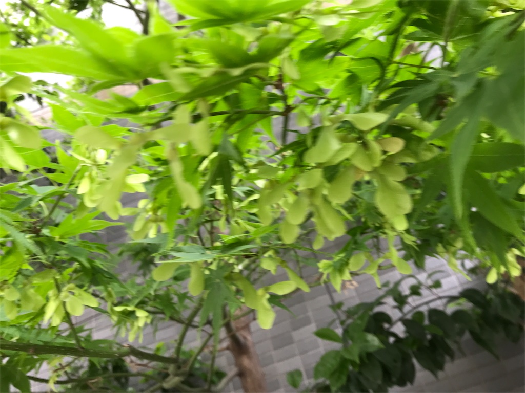f:id:asakusa5809:20240514075526j:image