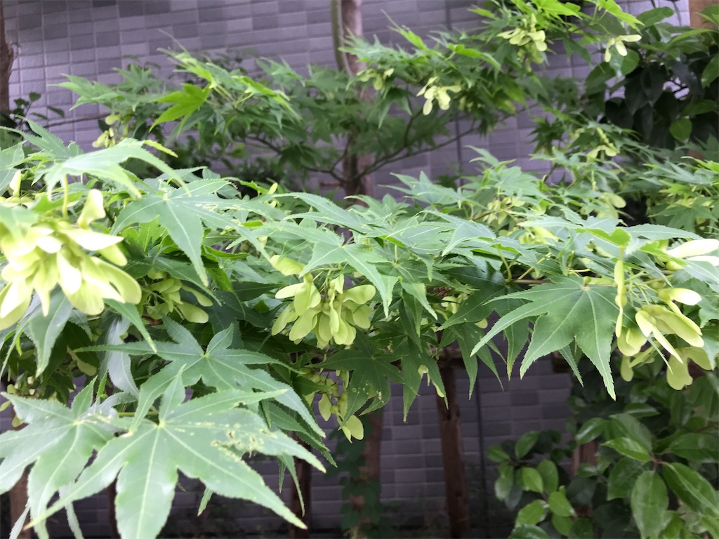 f:id:asakusa5809:20240514075529j:image