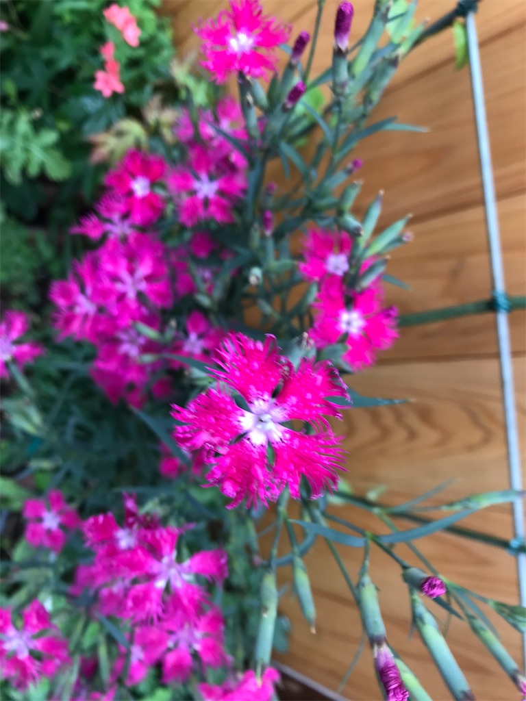 f:id:asakusa5809:20240517071318j:image