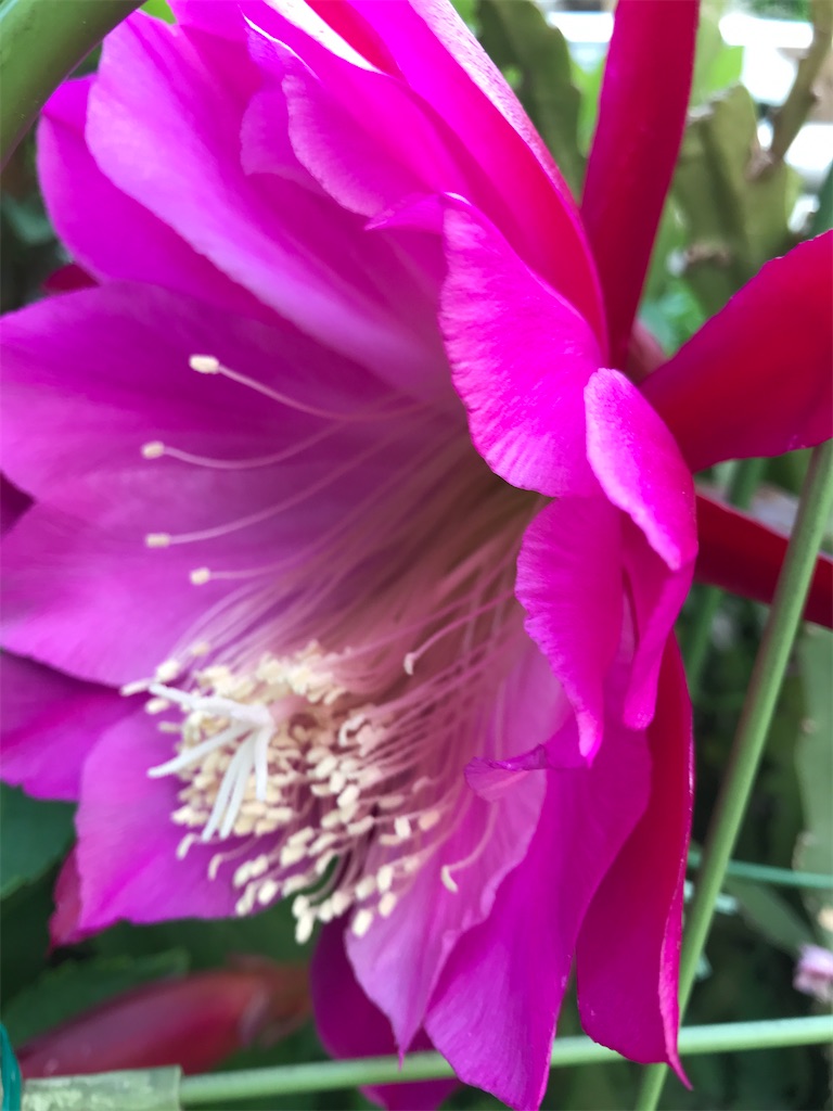 f:id:asakusa5809:20240517071322j:image