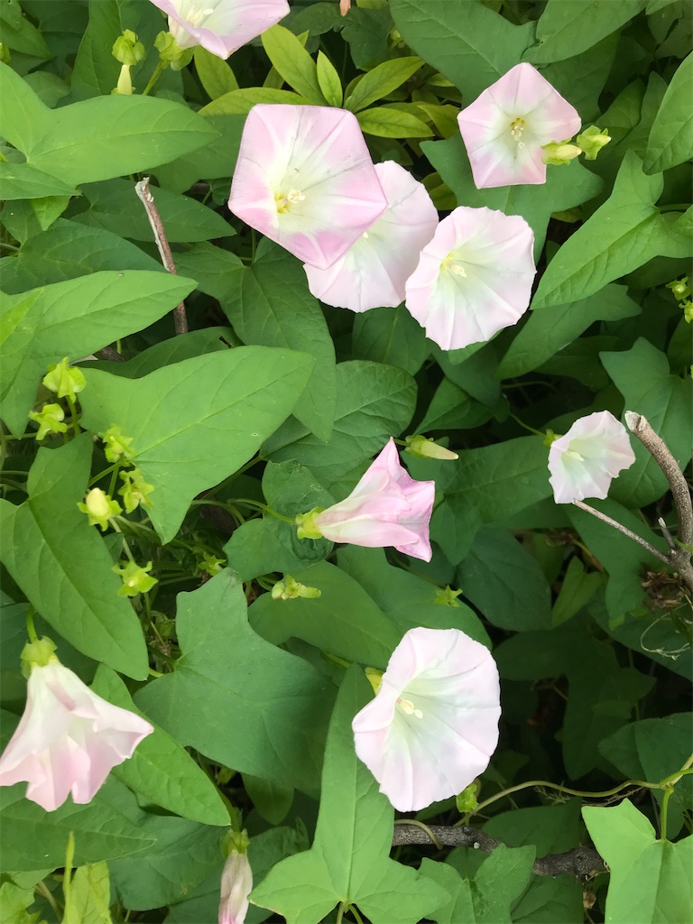 f:id:asakusa5809:20240517071328j:image