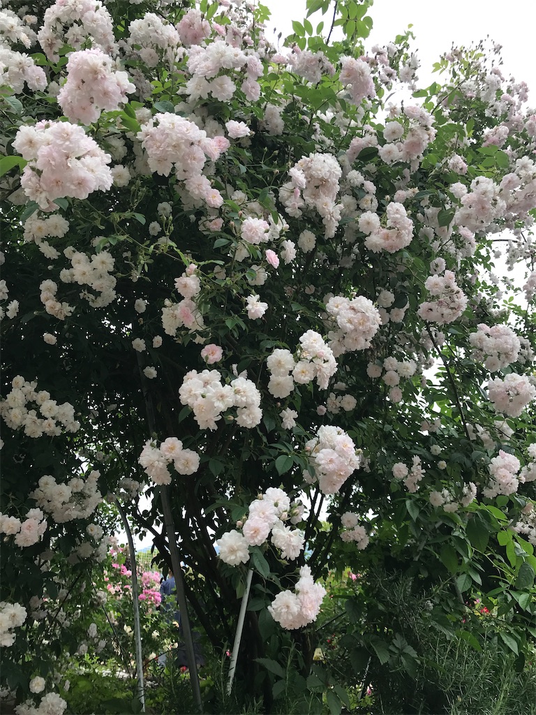 f:id:asakusa5809:20240519175856j:image