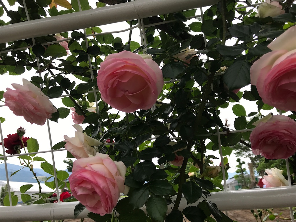 f:id:asakusa5809:20240519175903j:image
