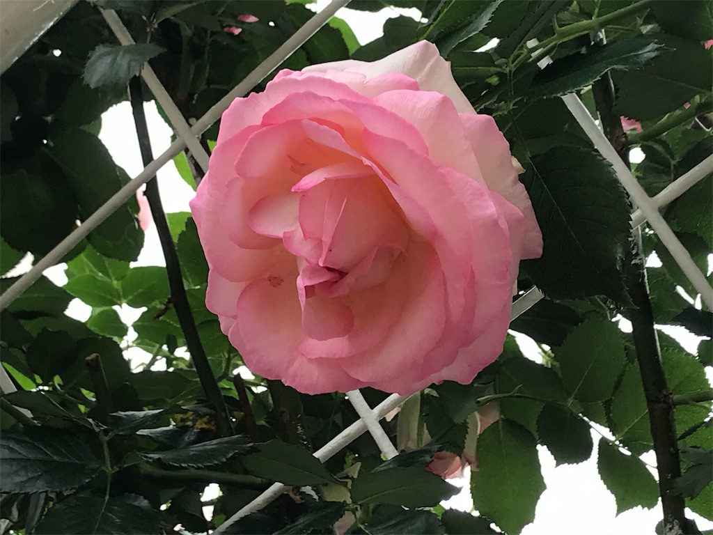 f:id:asakusa5809:20240519175919j:image