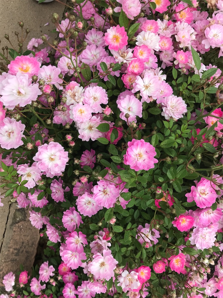 f:id:asakusa5809:20240519175930j:image