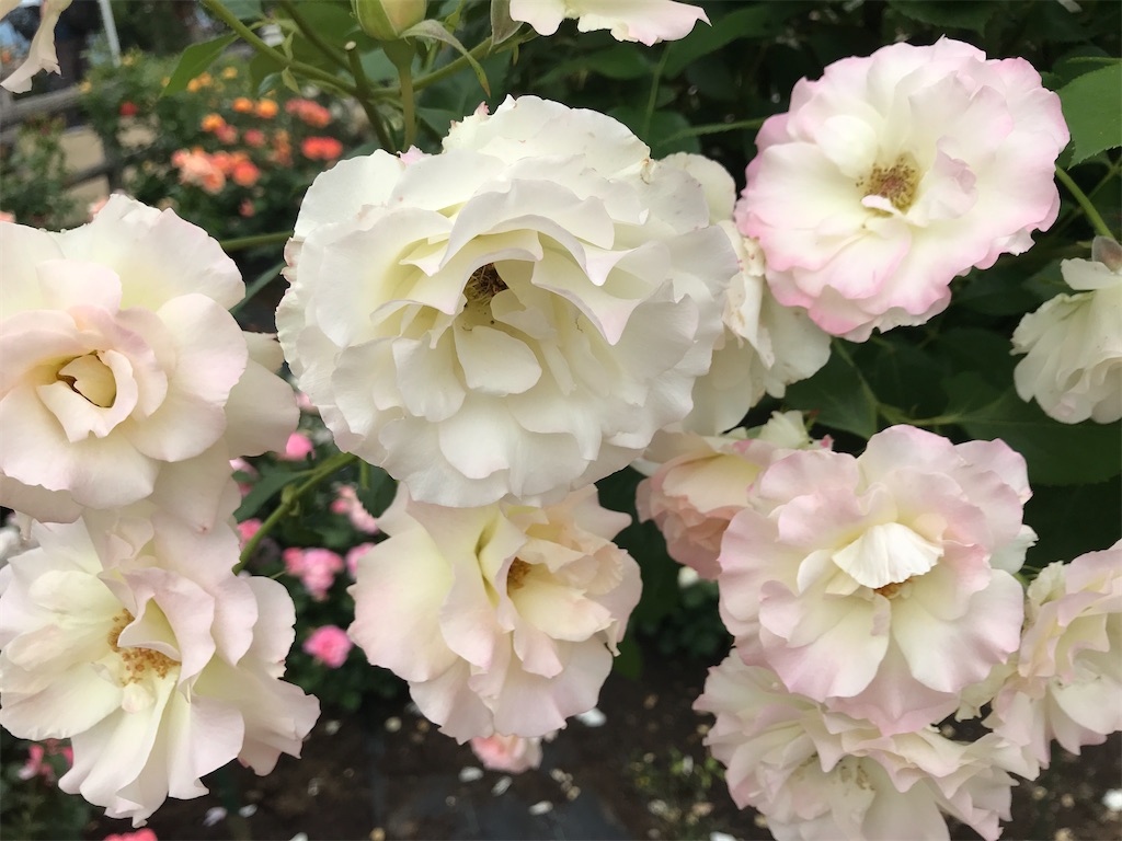 f:id:asakusa5809:20240519180009j:image