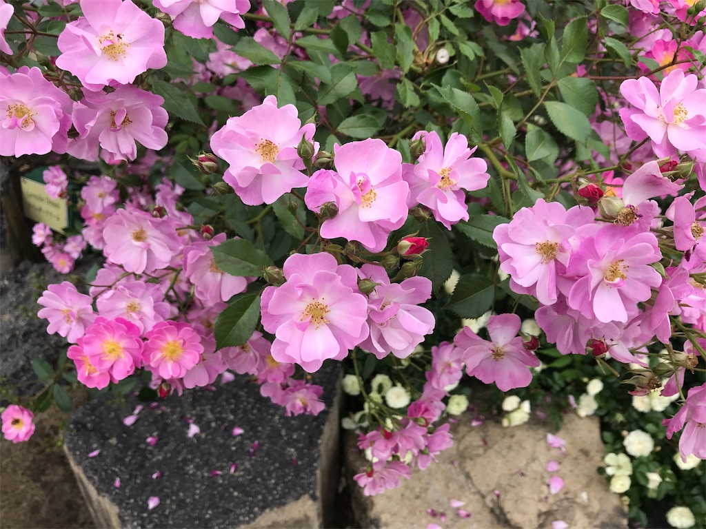 f:id:asakusa5809:20240519180013j:image